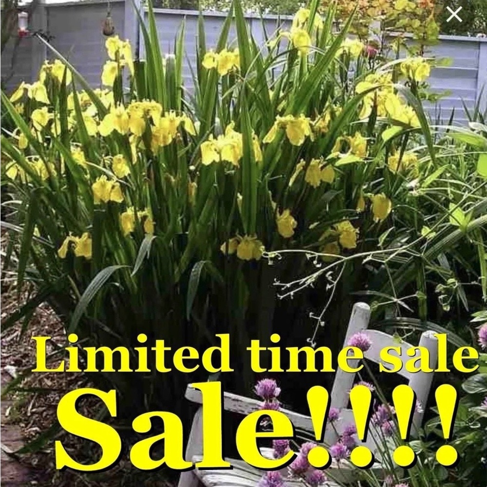 50 pack yellow iris rhizome roots.